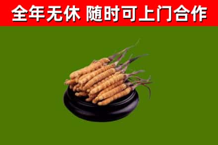 新荣烟酒回收冬虫夏草.jpg